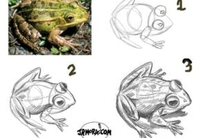 Cómo dibujar una rana