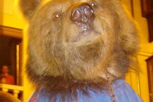 El oso que me habló