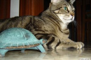 Misterio del gato y la tortuga