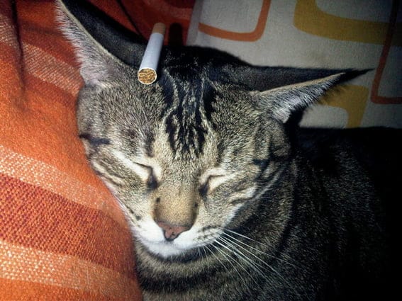 Anatomía de un cigarro 2