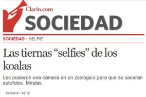 selfies-koalas