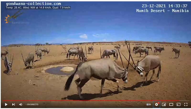 Caméra en direct d'un point d'eau dans le désert de Namibie